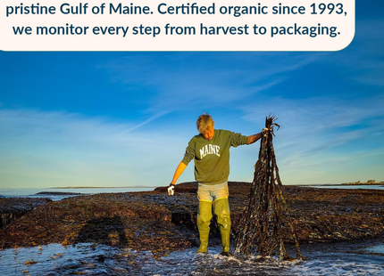 Maine Coast |Algas Marinas Orgánicas | Copos Dulse | 113 gramos